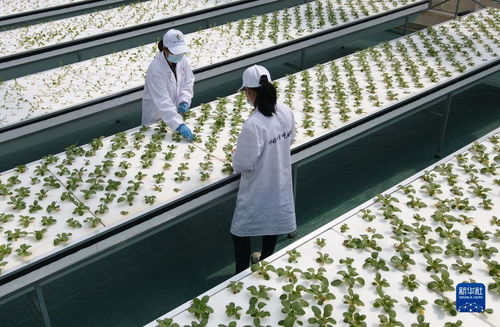 智慧菜園子 生物科技讓蔬菜長在墻上，好吃又時(shí)尚